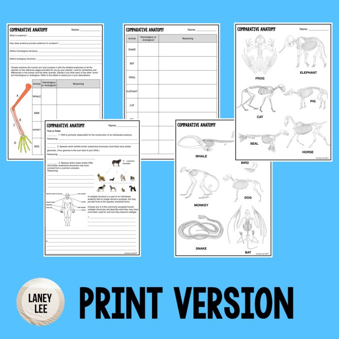 Homologous analogous and vestigial structures worksheet answer key