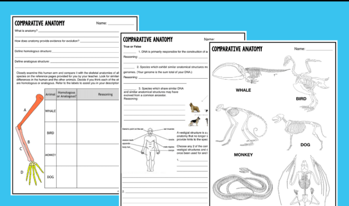 Homologous analogous and vestigial structures worksheet answer key