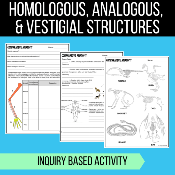 Homologous analogous and vestigial structures worksheet answer key