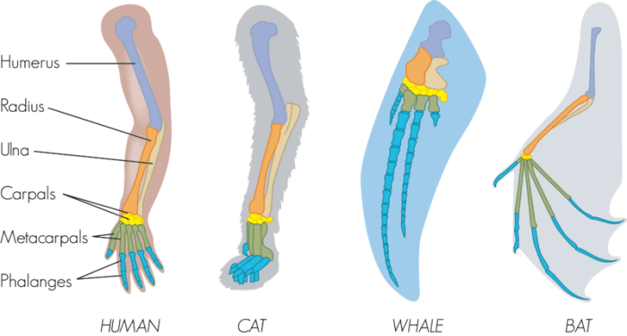 Analogous homologous vestigial structures